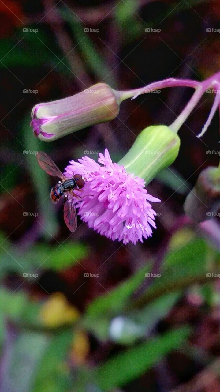 Wings and Beauty