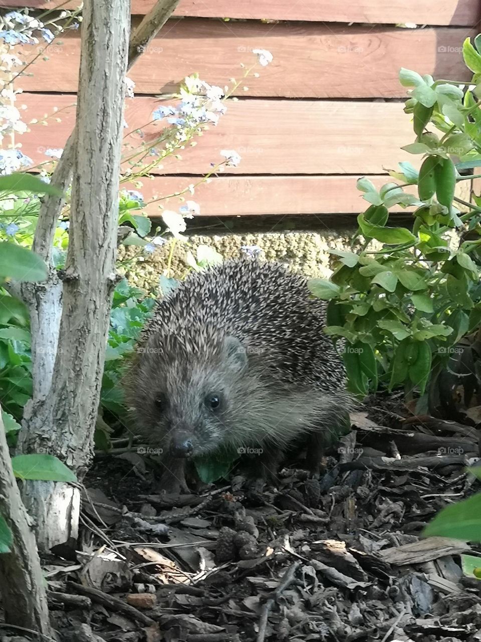 Hedgehog in my garden