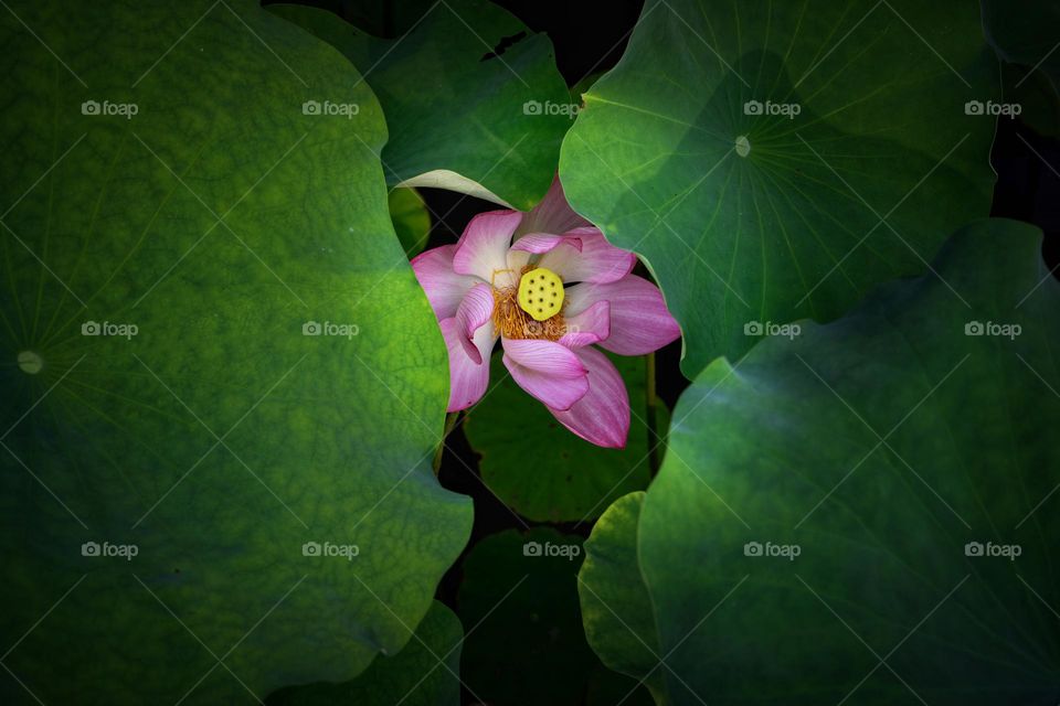 shy lotus