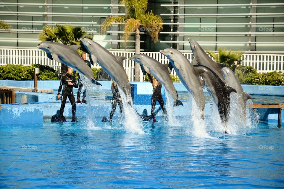 seven dolphins in a dolphinarium