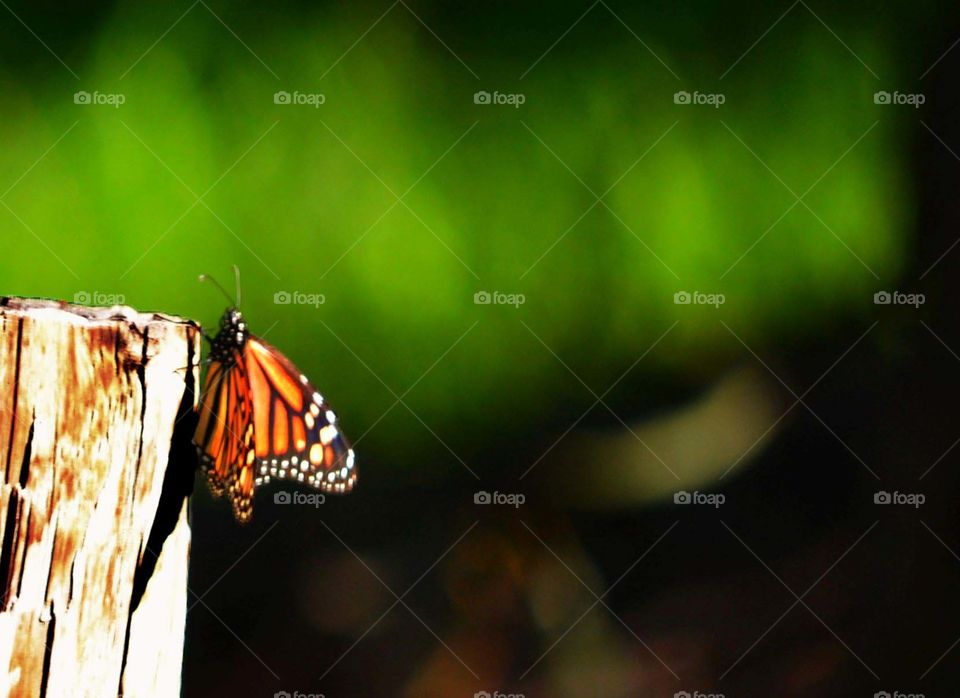 Monarch butterfly