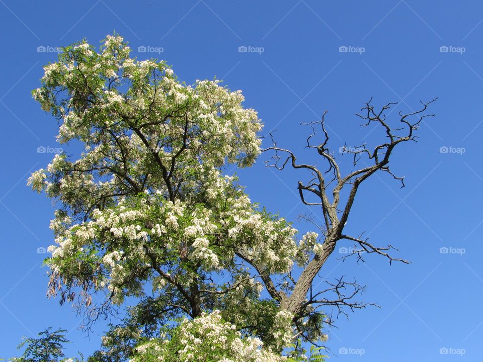 Tree in the city garden