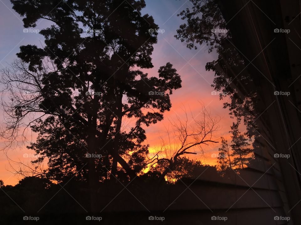 Tree, Landscape, Dawn, Backlit, Silhouette