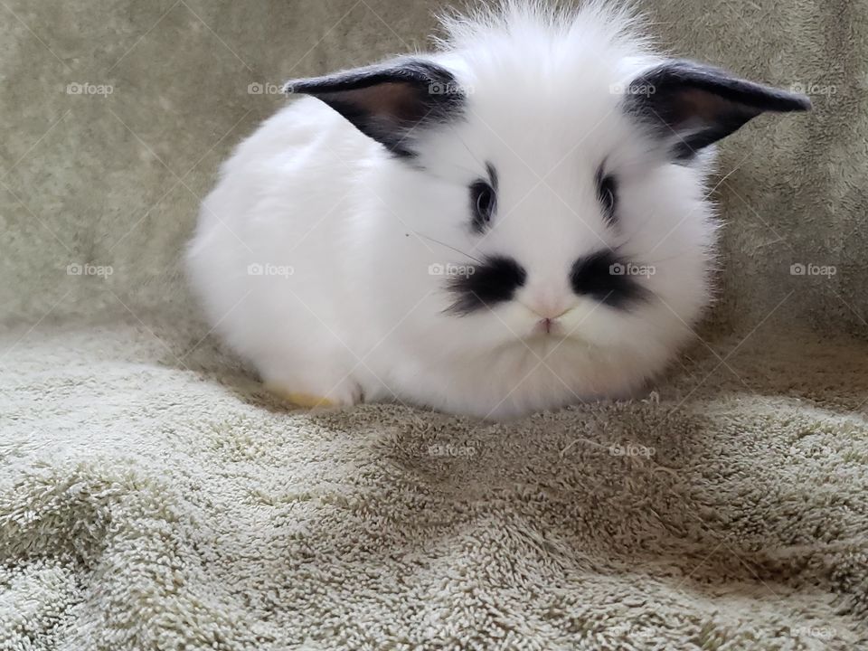 mustash rabbit