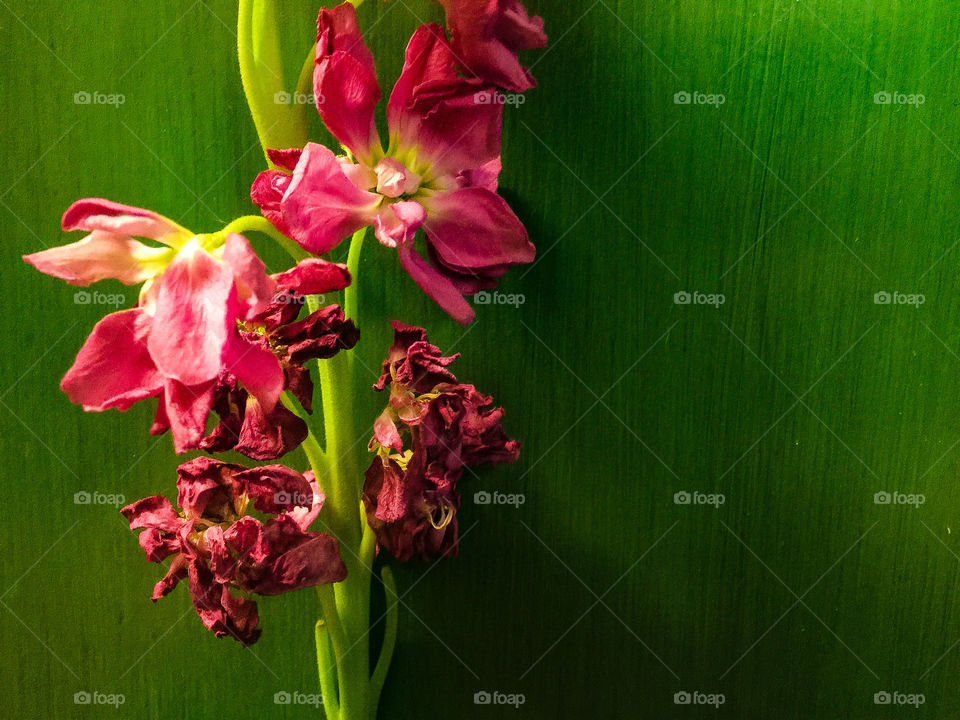 Vibrant pink flowers against neon green background 