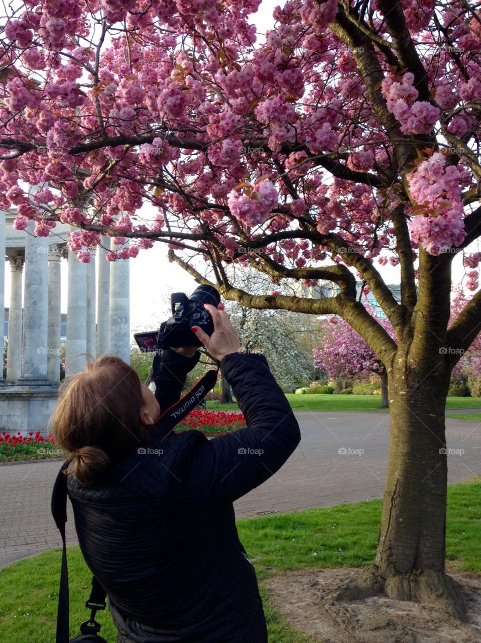 A photographer take picture of beautiful pink blossom in spring
