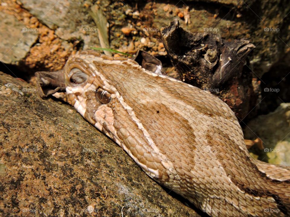 Indian Russell's Viper