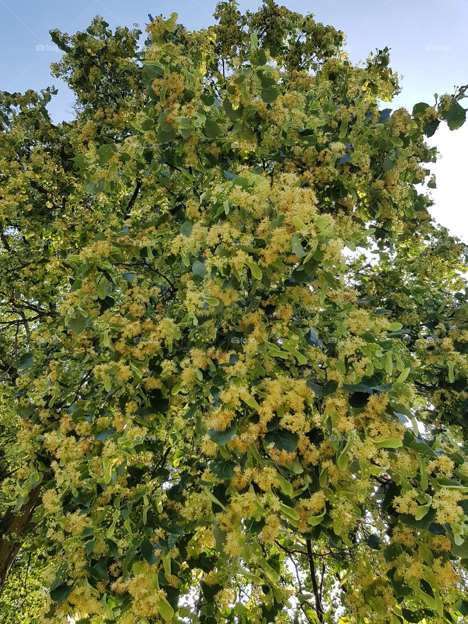 Linden tree in bloom