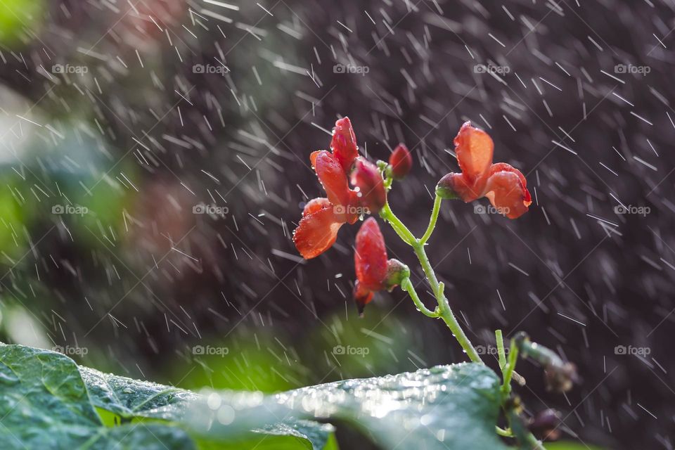 Tiny plant under the rain, closeup