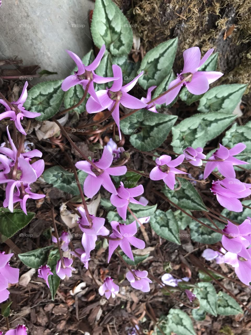 Love this little pink flowers. They are called cyclamen. Pretty cool looking plants with those awesome snake like leaves.