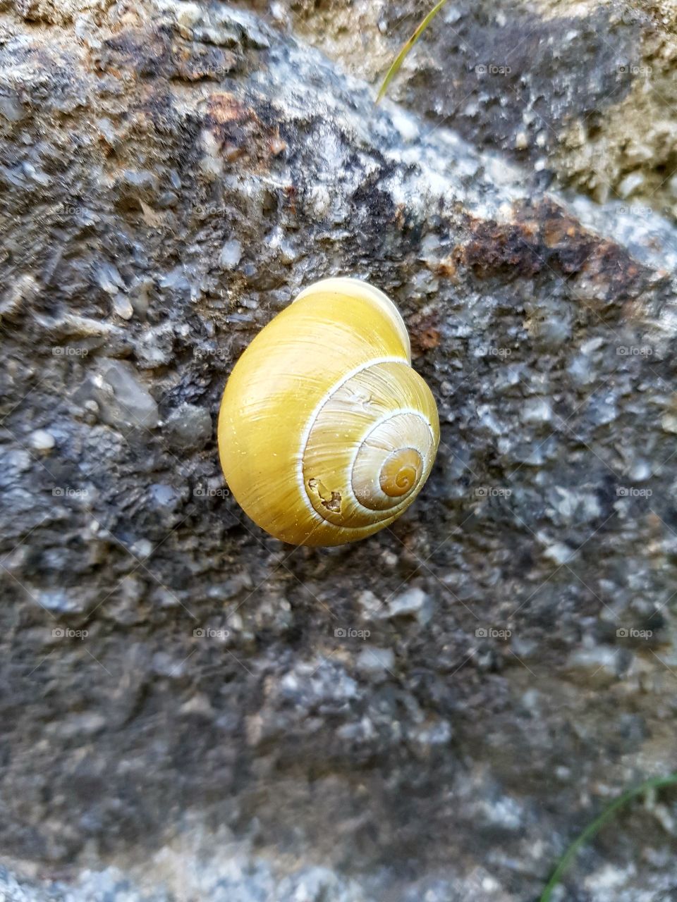 small yellow and nice snail