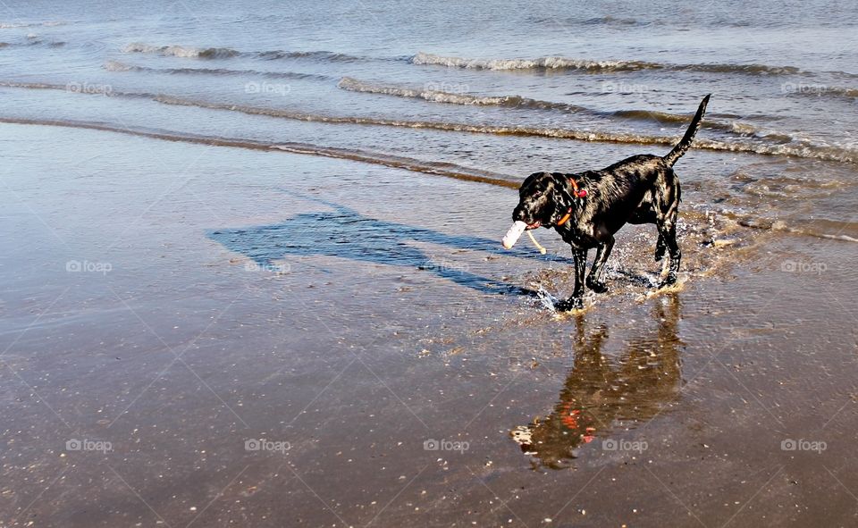 Orion on the beach.