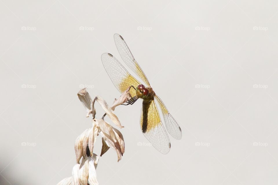 Close-up of dragonfly