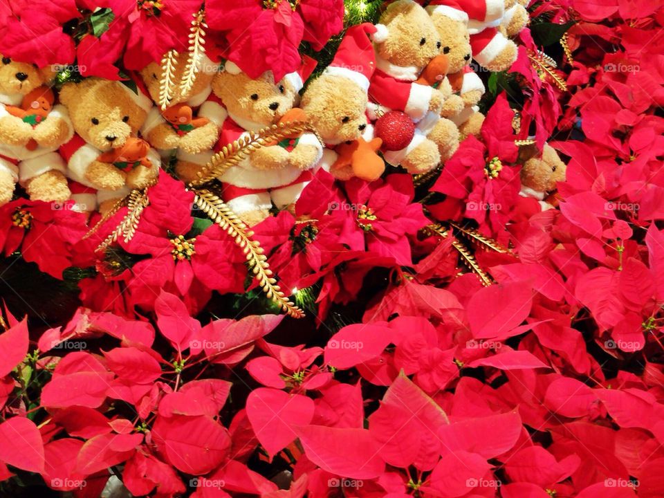 Christmas bears