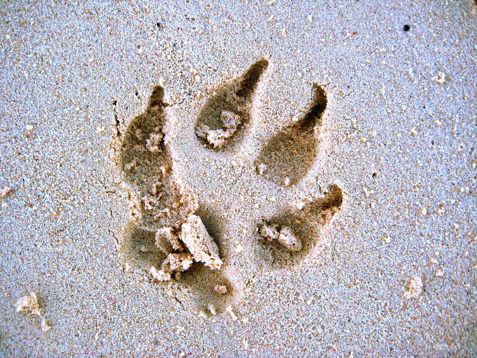 beach dog sand mexico by jonesaceae