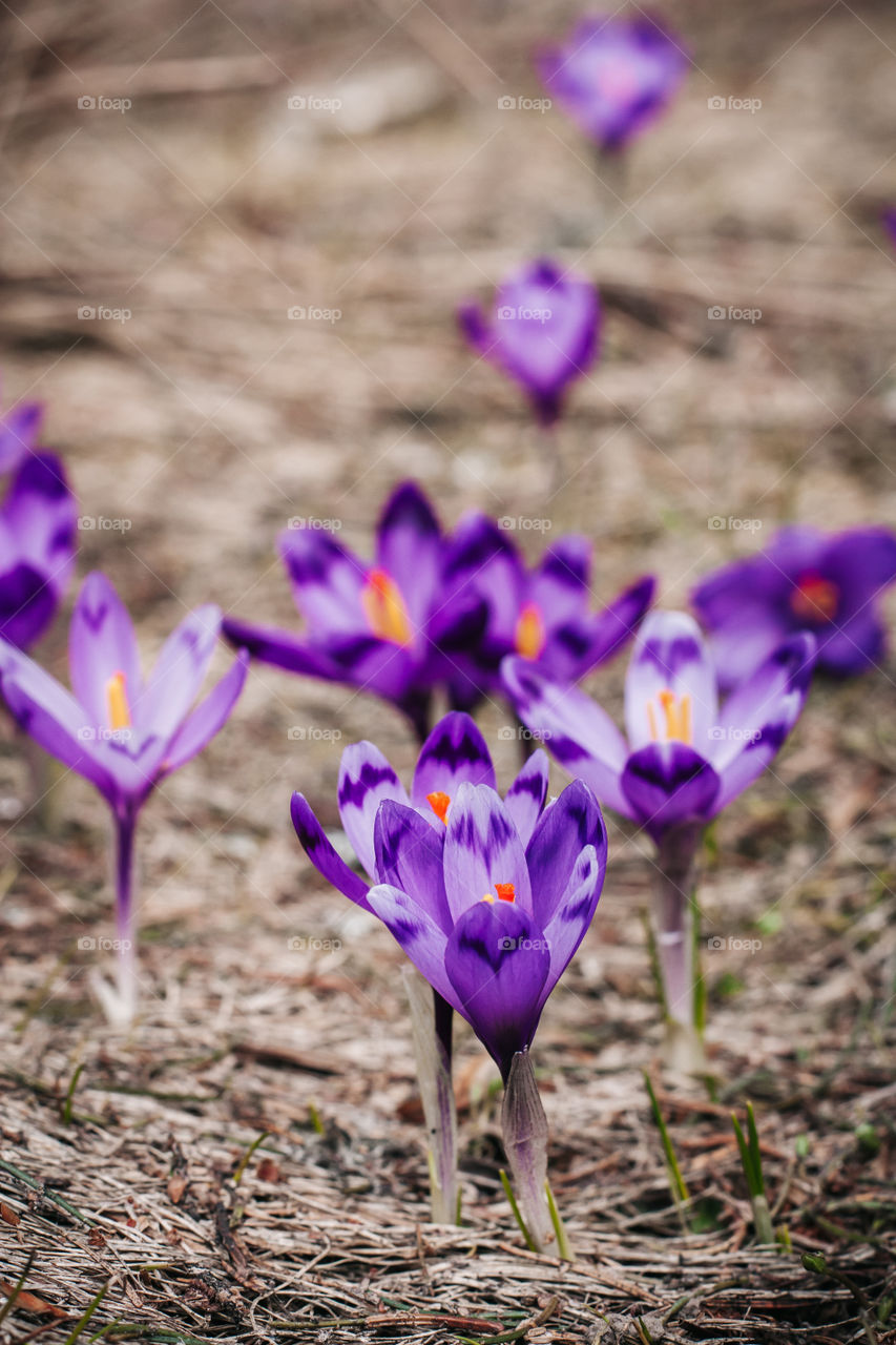 Blooming crocus