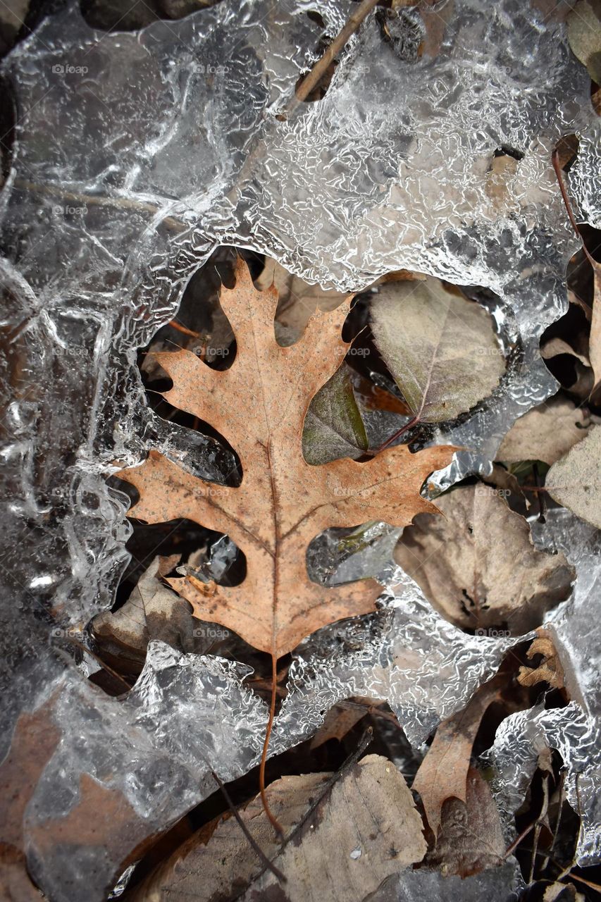 Single leaf trapped in the ice