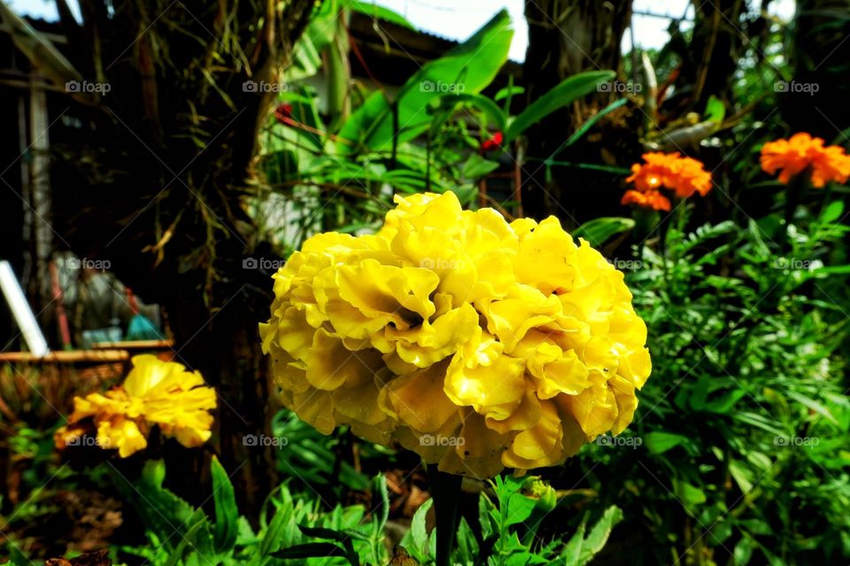Big yellow West Indian Lantana taken at mom's front garden