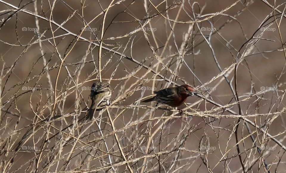 Backyard birding, a great way to engage with nature.