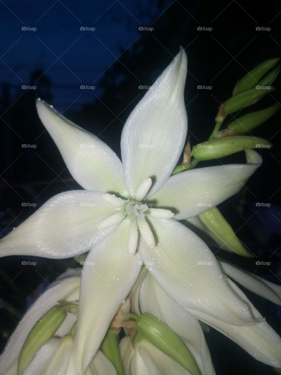 open yucca flower