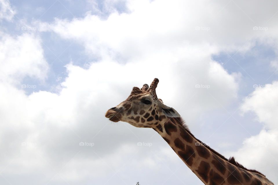 Clouds serve as backdrop to giraffe