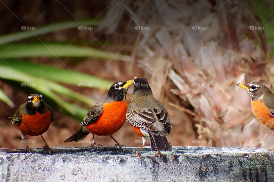 Migratory Robins stopping by for some rest and fresh water.