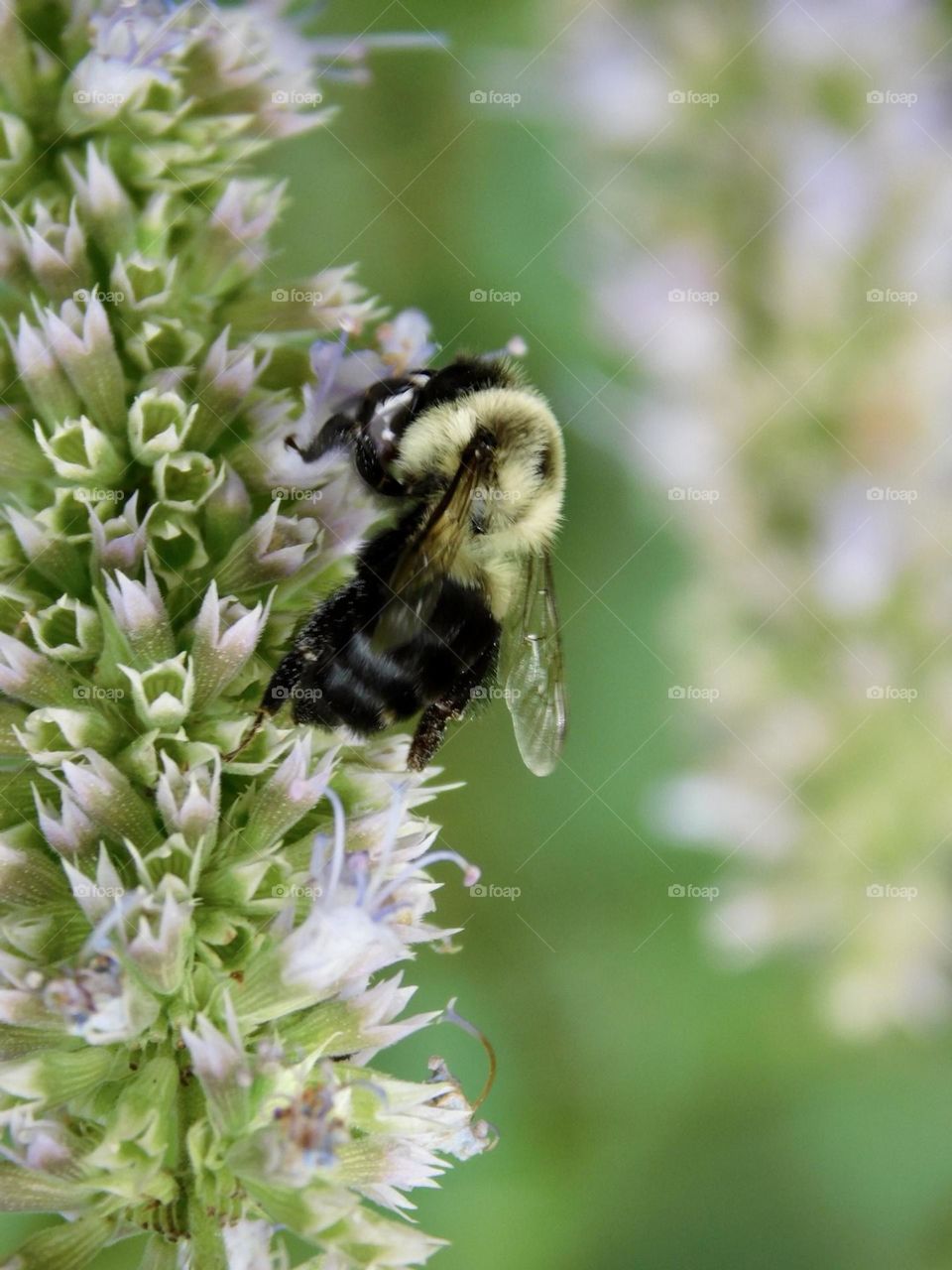 Bumble bee enjoying small lavender flowers 