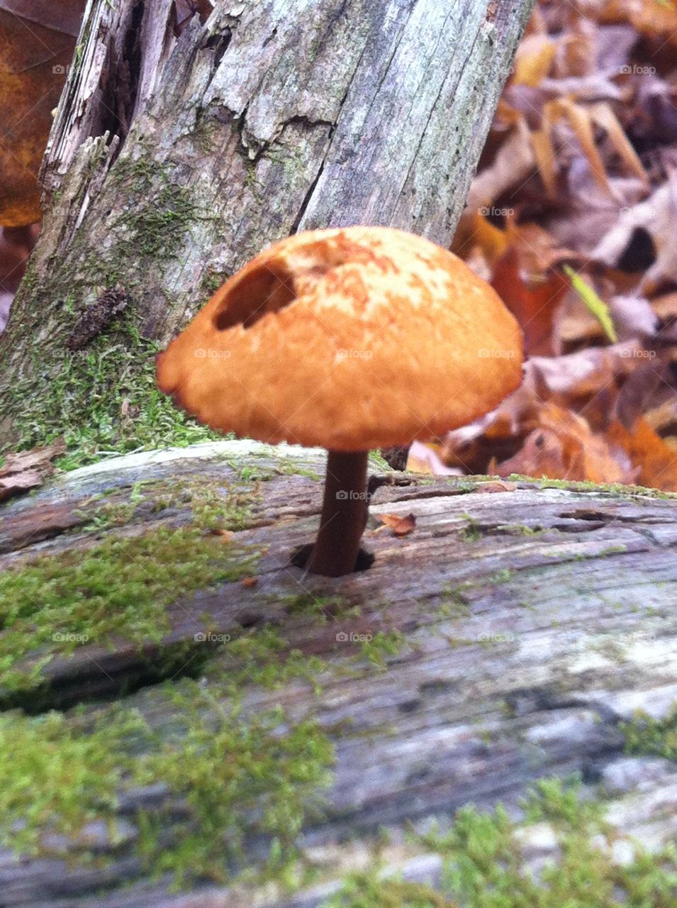 Mushroom. Mushroom