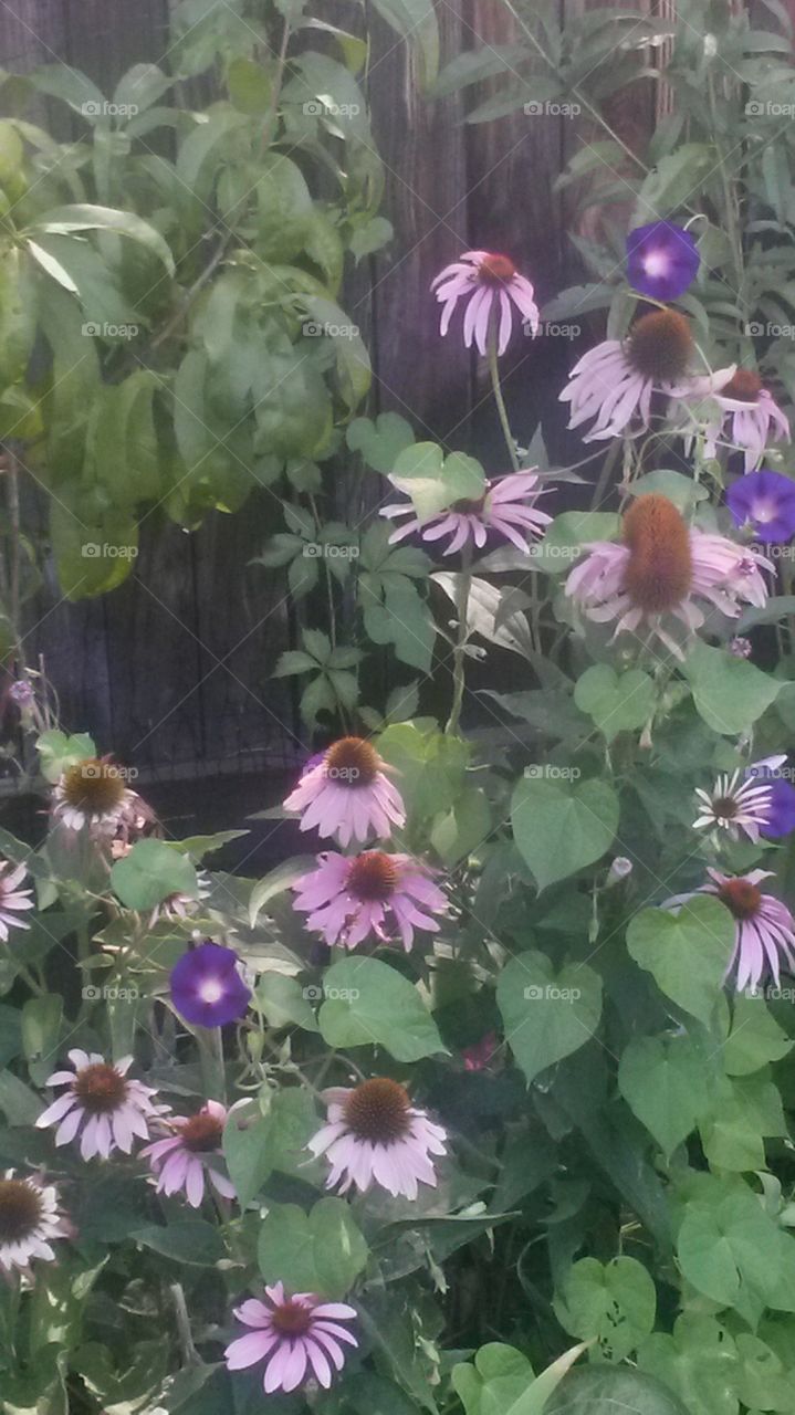 Echinacea and Morning Glory