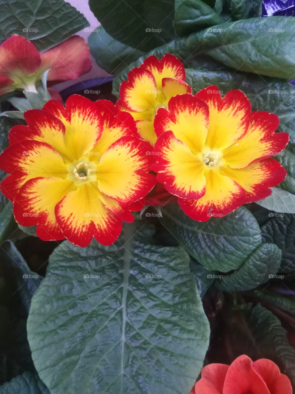 Flowers
