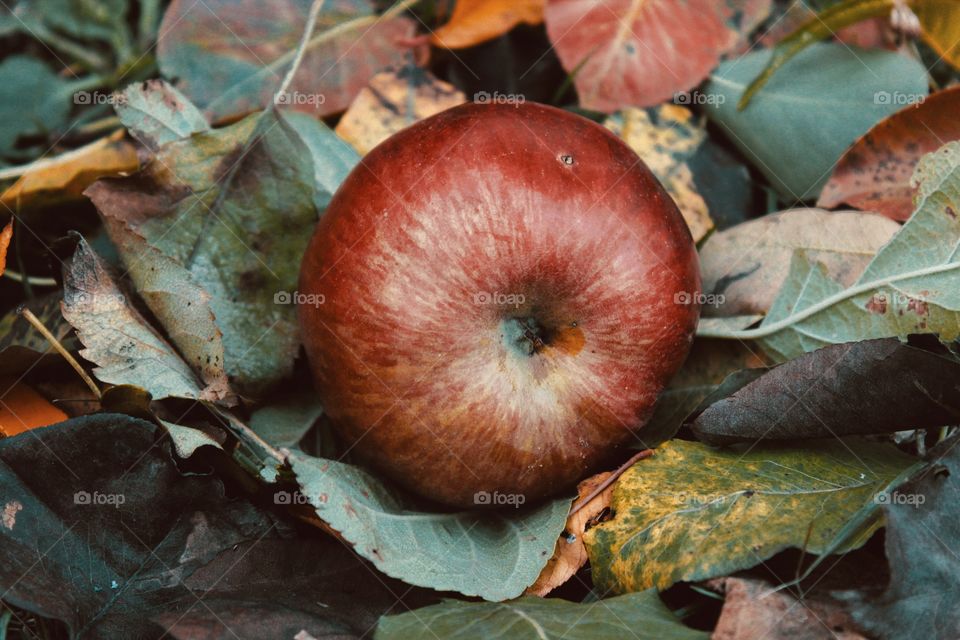 Apple fruit on the ground and fallen leaves on autumn 