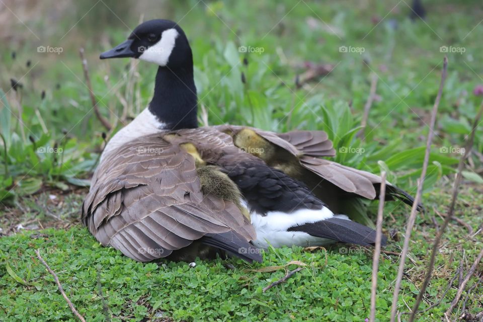 Mother goose with goslings under wings