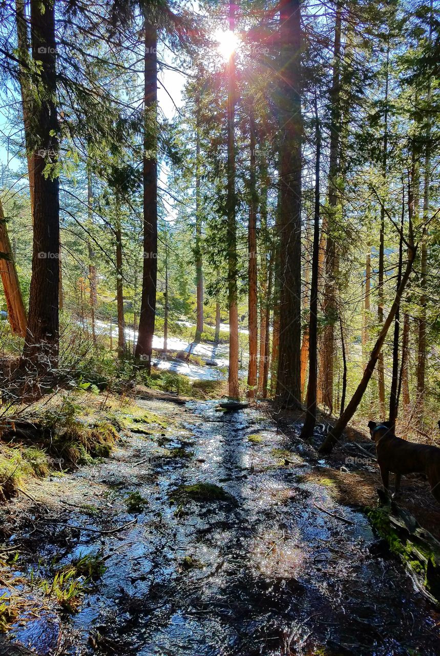 Springtime walkabout through the woods to a waterfall