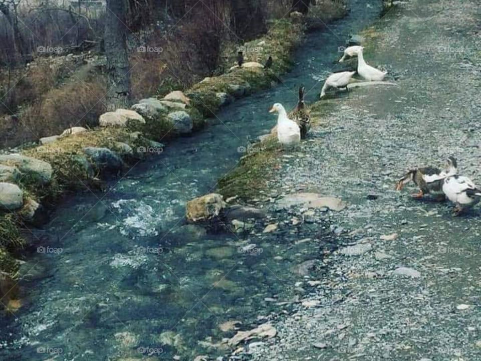 duck in river