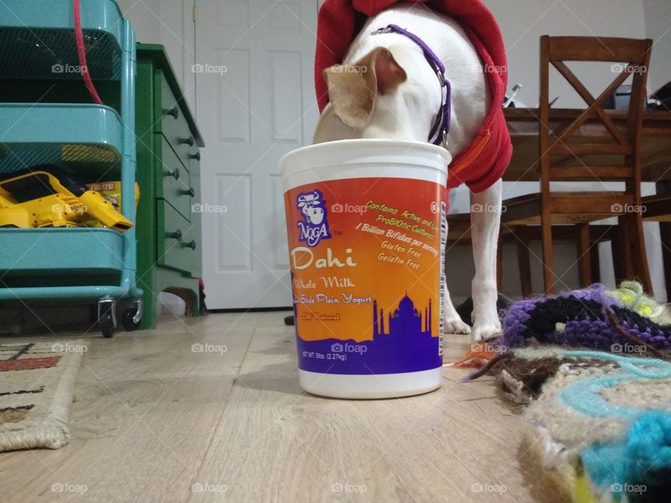 Dog wearing a sweater licking out a yoghurt container