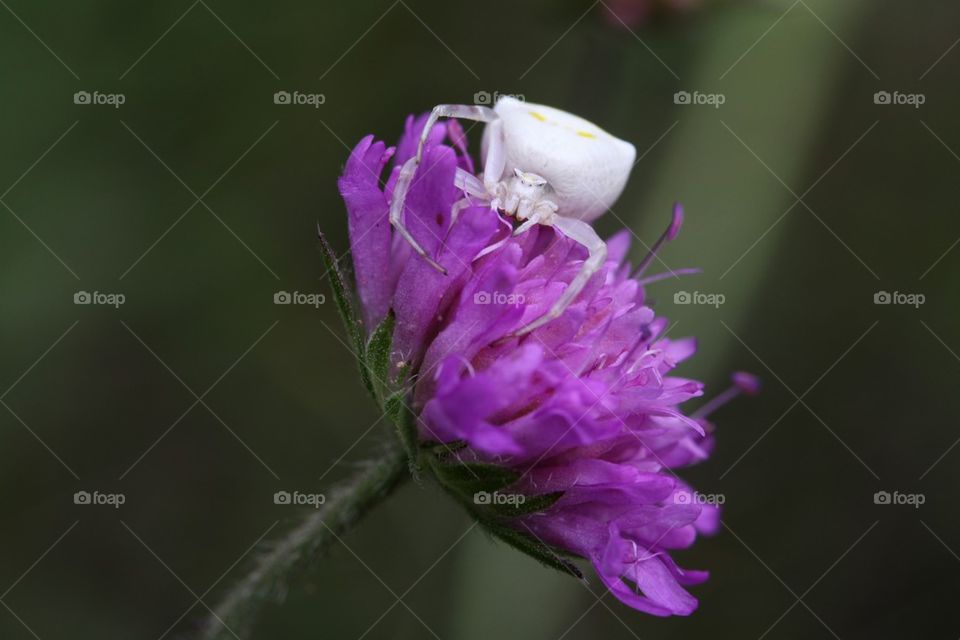 Crab spider