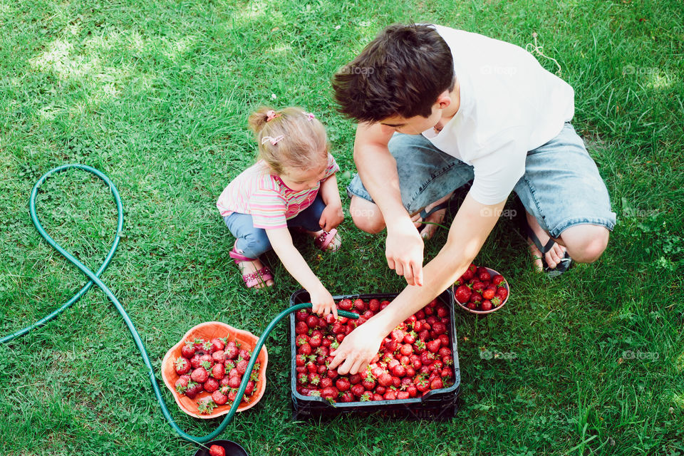 High angle view of daughter and father in strawberries farm