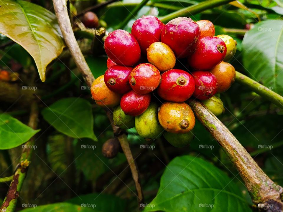 coffee blush and will be harvested soon