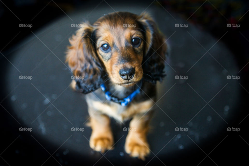 Dachshund puppy. 