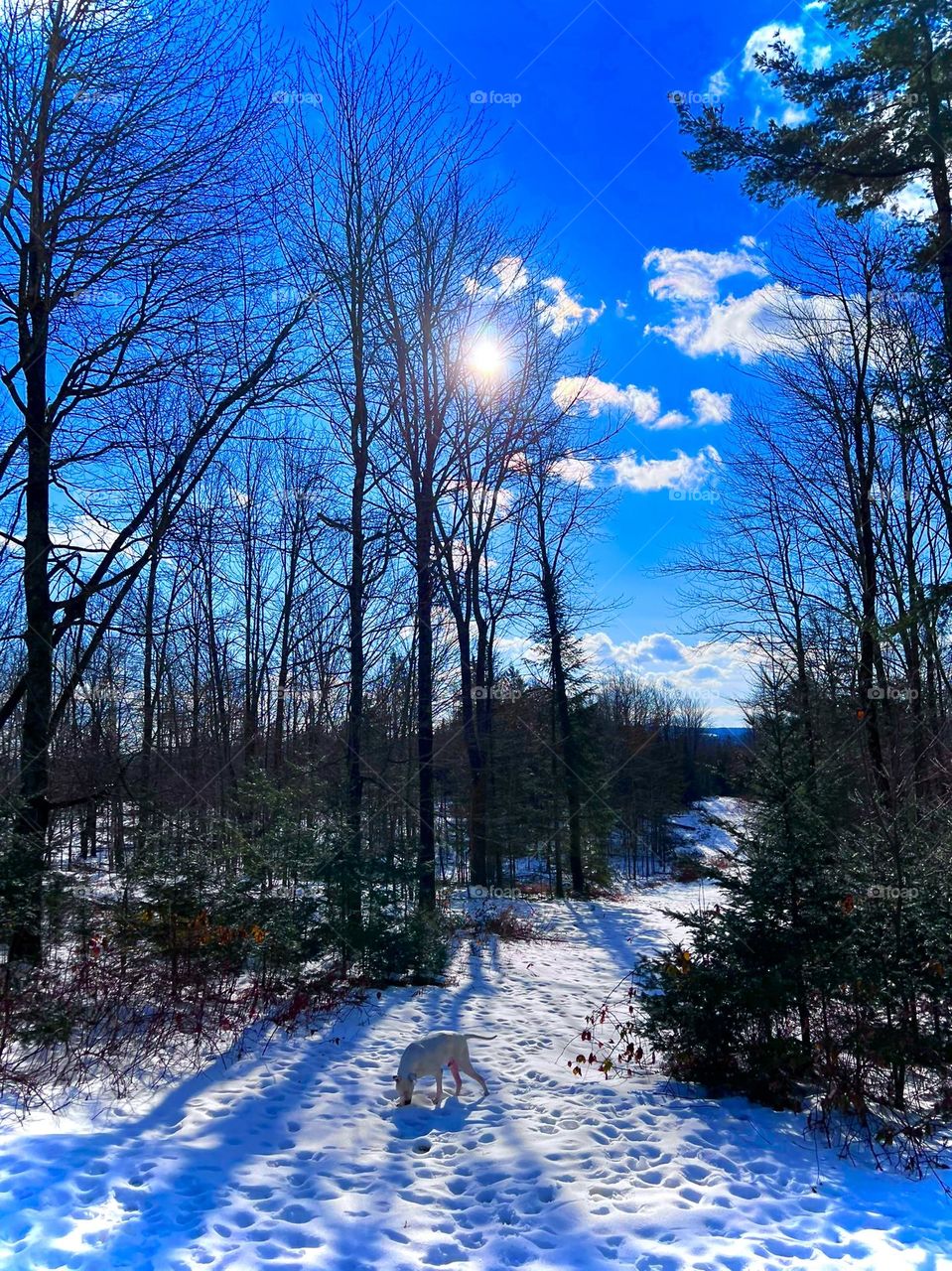 White dog in the snow on a sunny winter’s day with the sun piercing through the leafless trees.