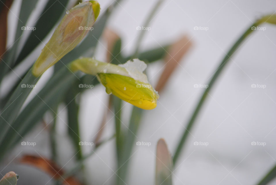 No Person, Nature, Leaf, Flower, Easter