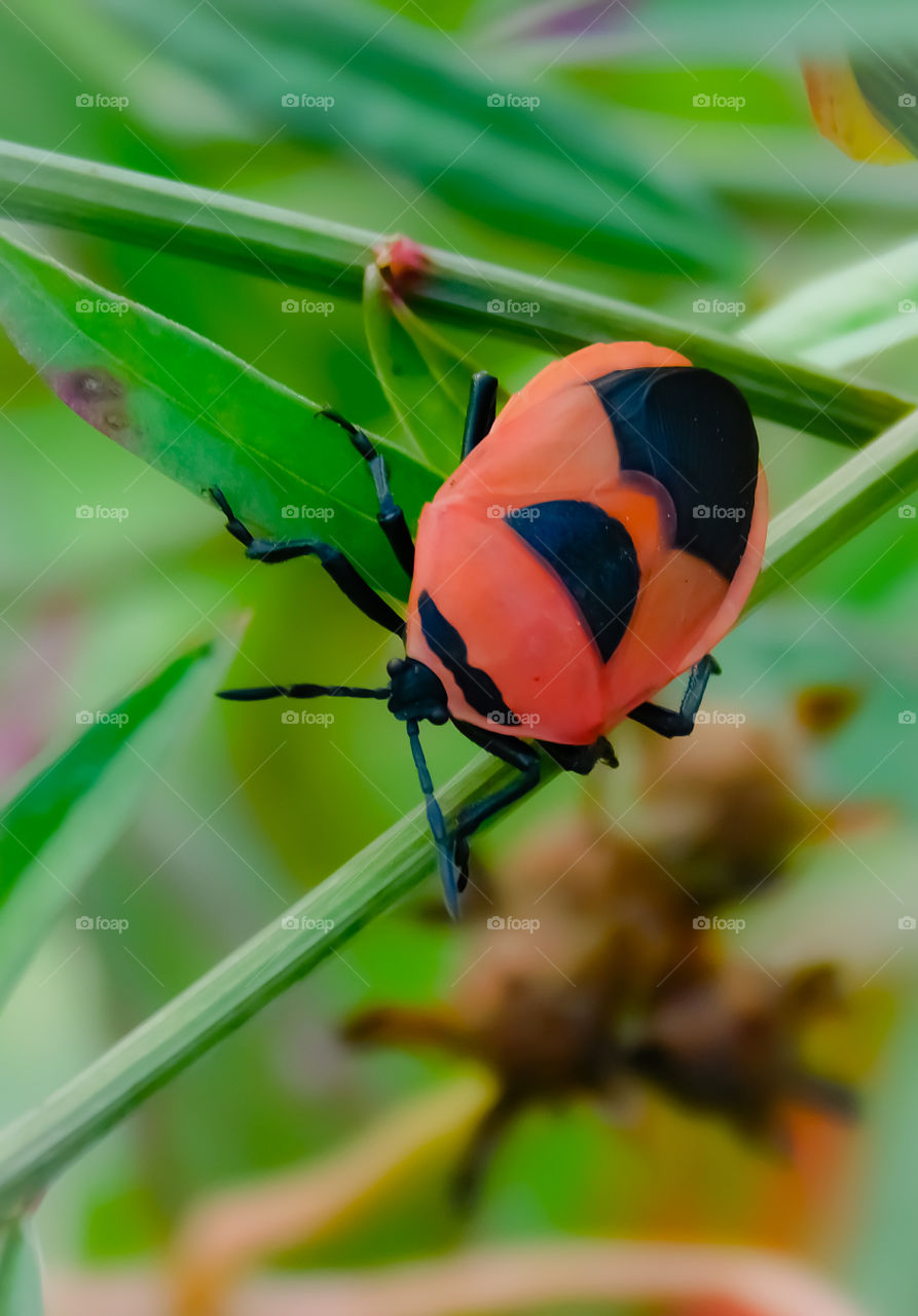 Beauty of Indian Insect or beetle or bug sitting on. This is front view of insect with multicoloured body pattern.