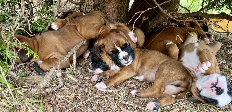 Puppy pile up