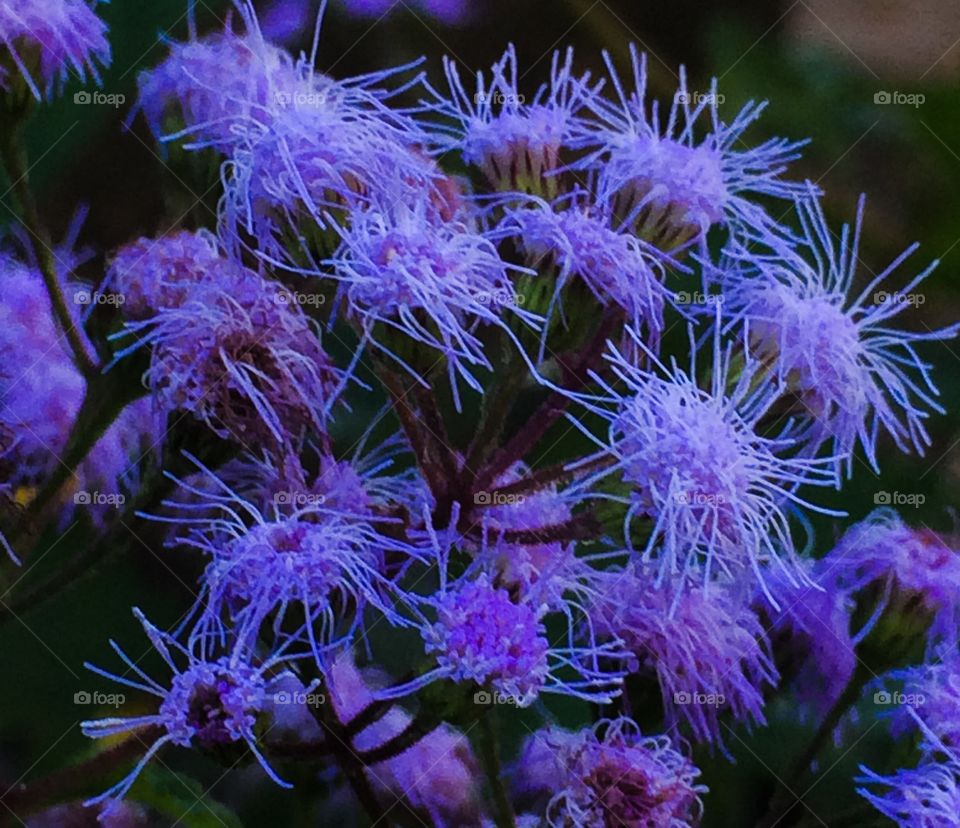 Tentacle flowers 