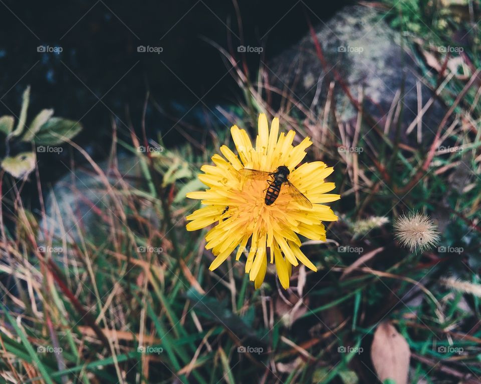 Autumn busy bee