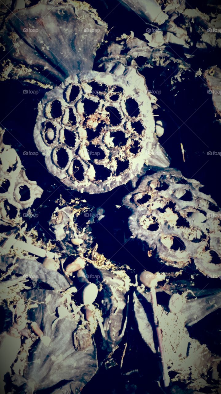 Springtime in Concord