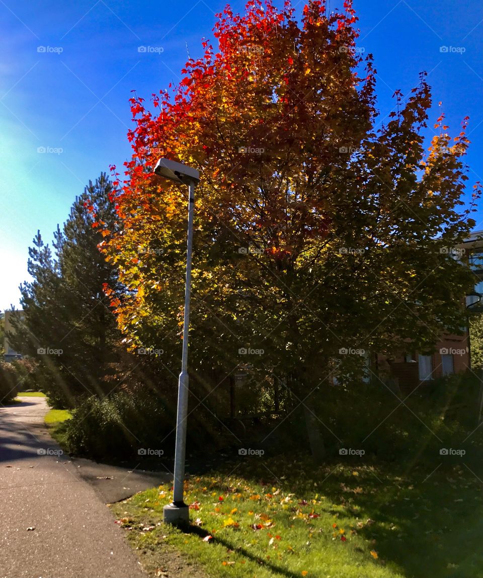 Maple tree in its autumn glory