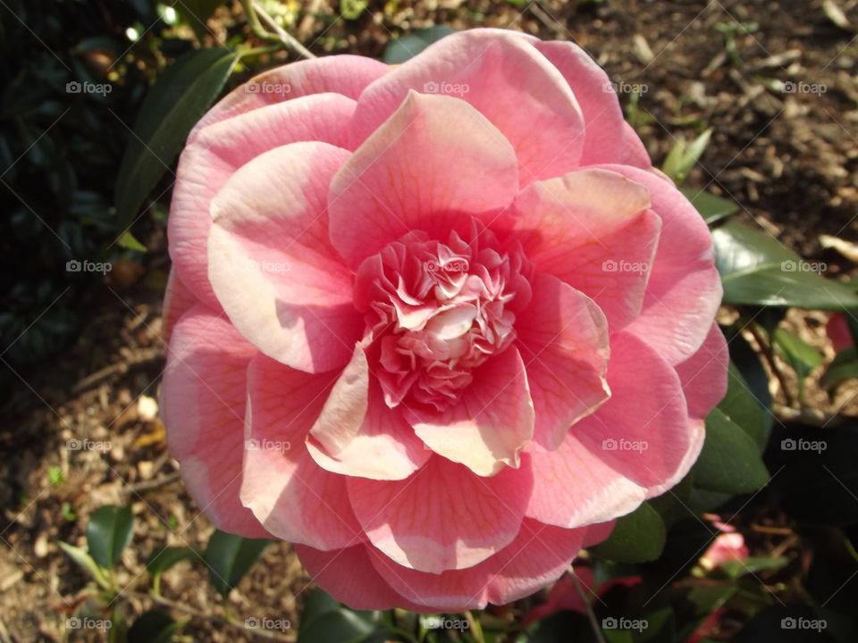 Pink Camellia Flower