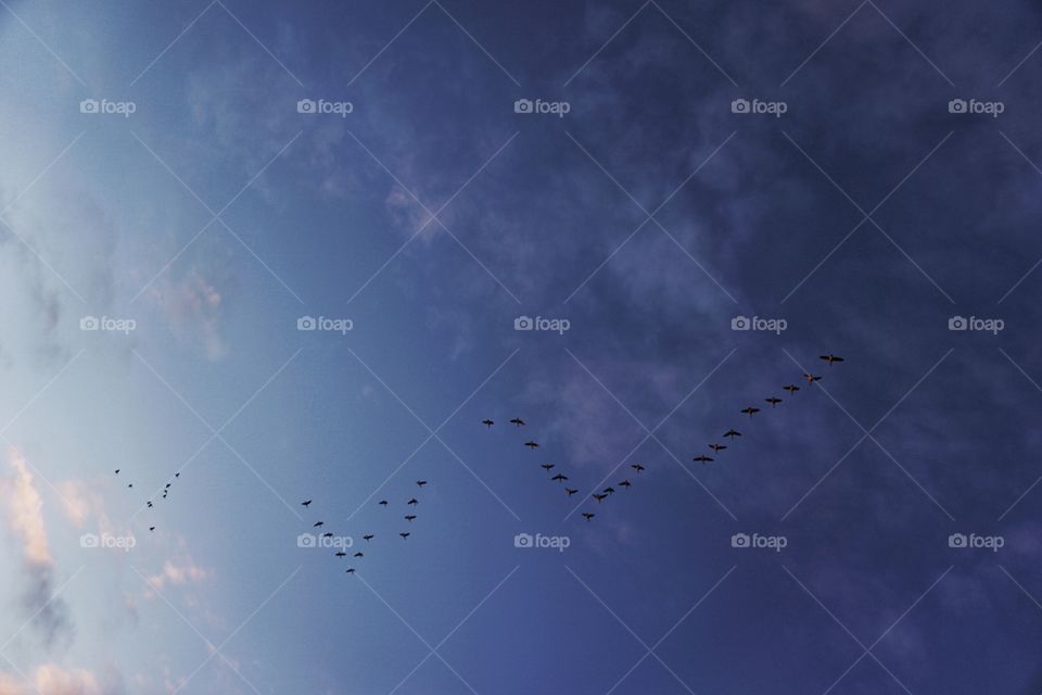 Bird Migration 