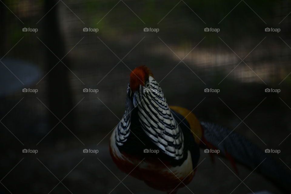 macho de hibrido de faisán dorado con faisán lady Amherst

golden pheasant hybrid male with pheasant lady Amherst